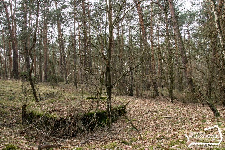 Nowy Witoszyn