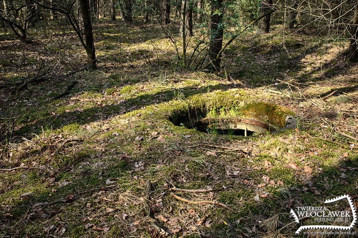 Warząchewka