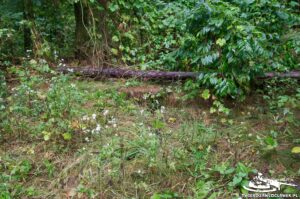 Read more about the article Schron Ringstand 58c – GJ 07