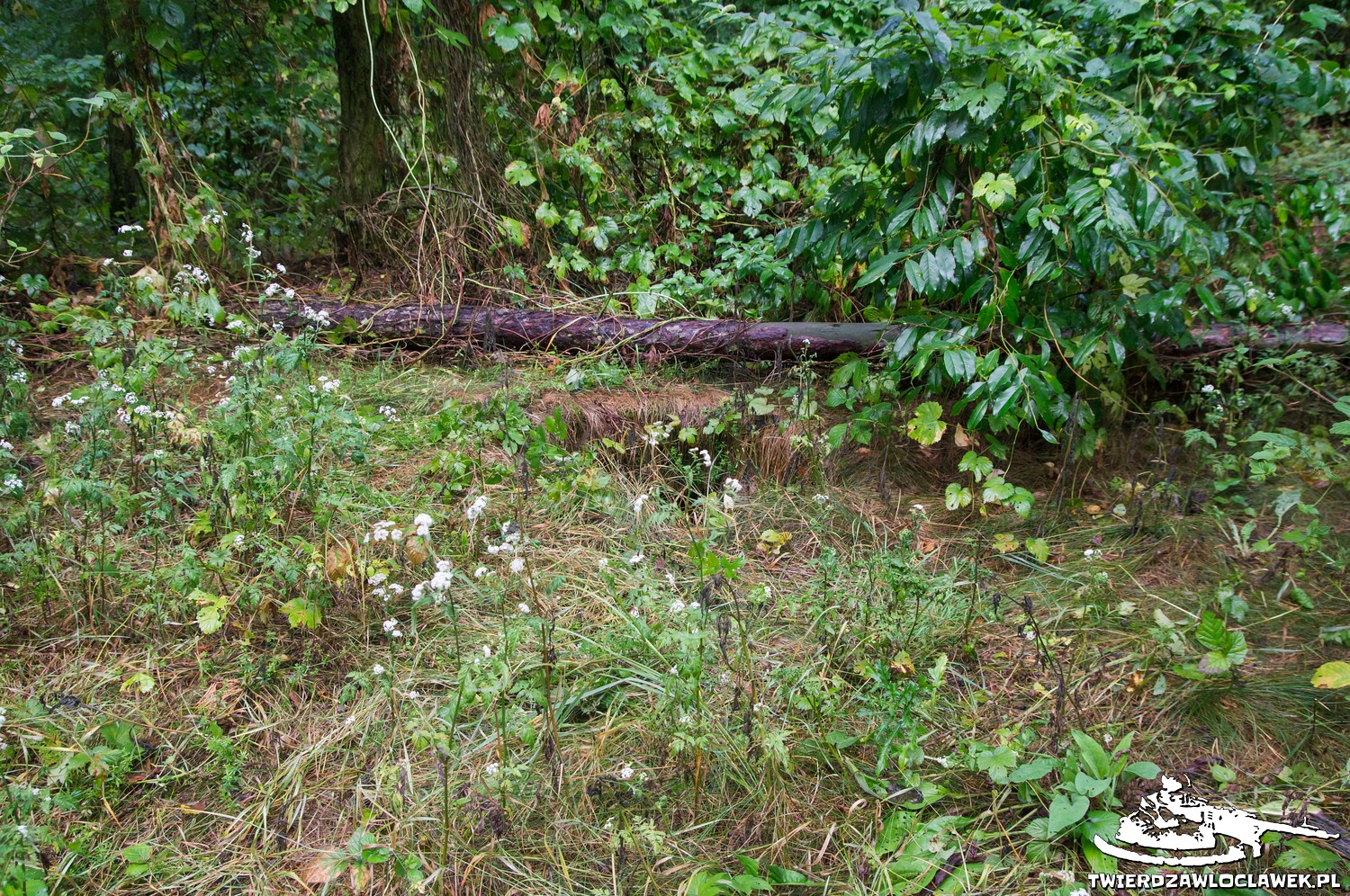 Read more about the article Schron Ringstand 58c – GJ 07