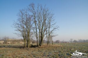 Read more about the article Schron Regelbau 668 – SE C