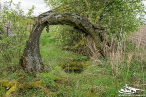 Read more about the article Schron Ringstand 58c – ZA 07