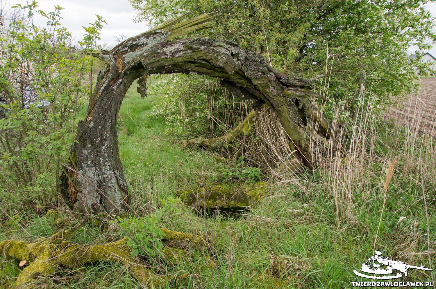 Read more about the article Schron Ringstand 58c – ZA 07