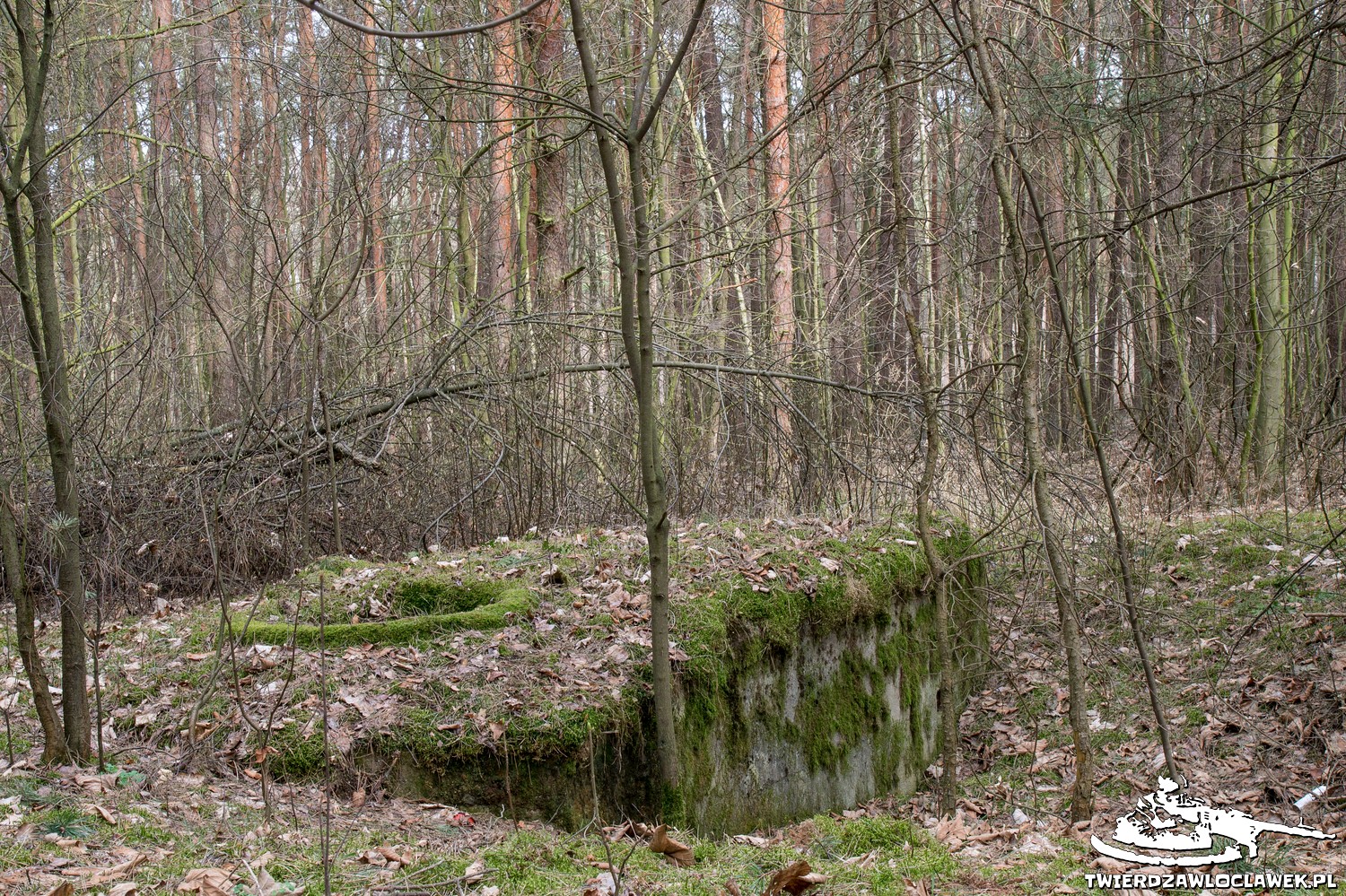 You are currently viewing Schron Ringstand 58c – NW 06