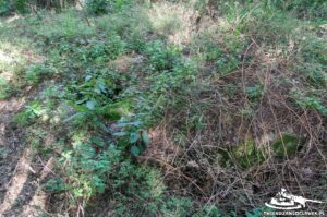 Read more about the article Schron Ringstand 58c – RA 10