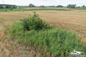 Read more about the article Schron Ringstand 58c – OP 08