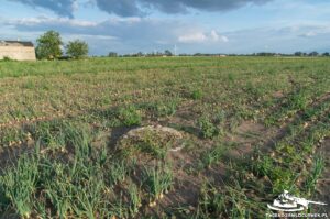 Read more about the article Schron Ringstand 58c – RA 05