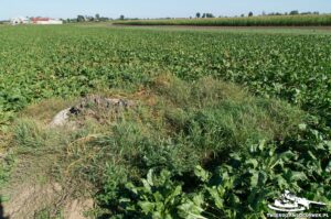 Read more about the article Schron Ringstand 58c – SZ 05