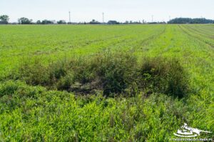 Read more about the article Schron Ringstand 58c – SZ 06