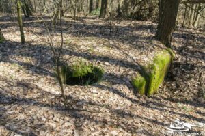 Read more about the article Schron Ringstand 58c – C 01