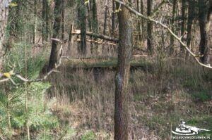 Read more about the article Schron Ringstand 58c – GJ 01