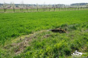 Read more about the article Schron Ringstand 58c – NO 01