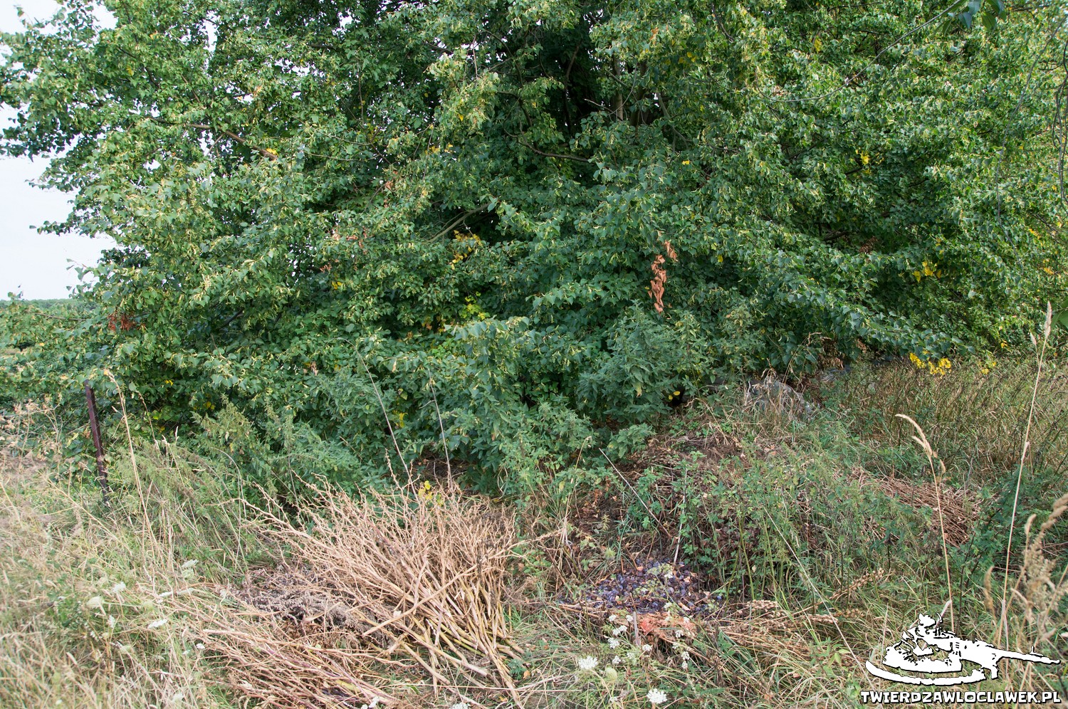 You are currently viewing Schron Ringstand 58c – K 03