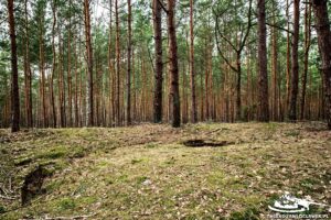 Read more about the article Schron Ringstand 58c – SW 02