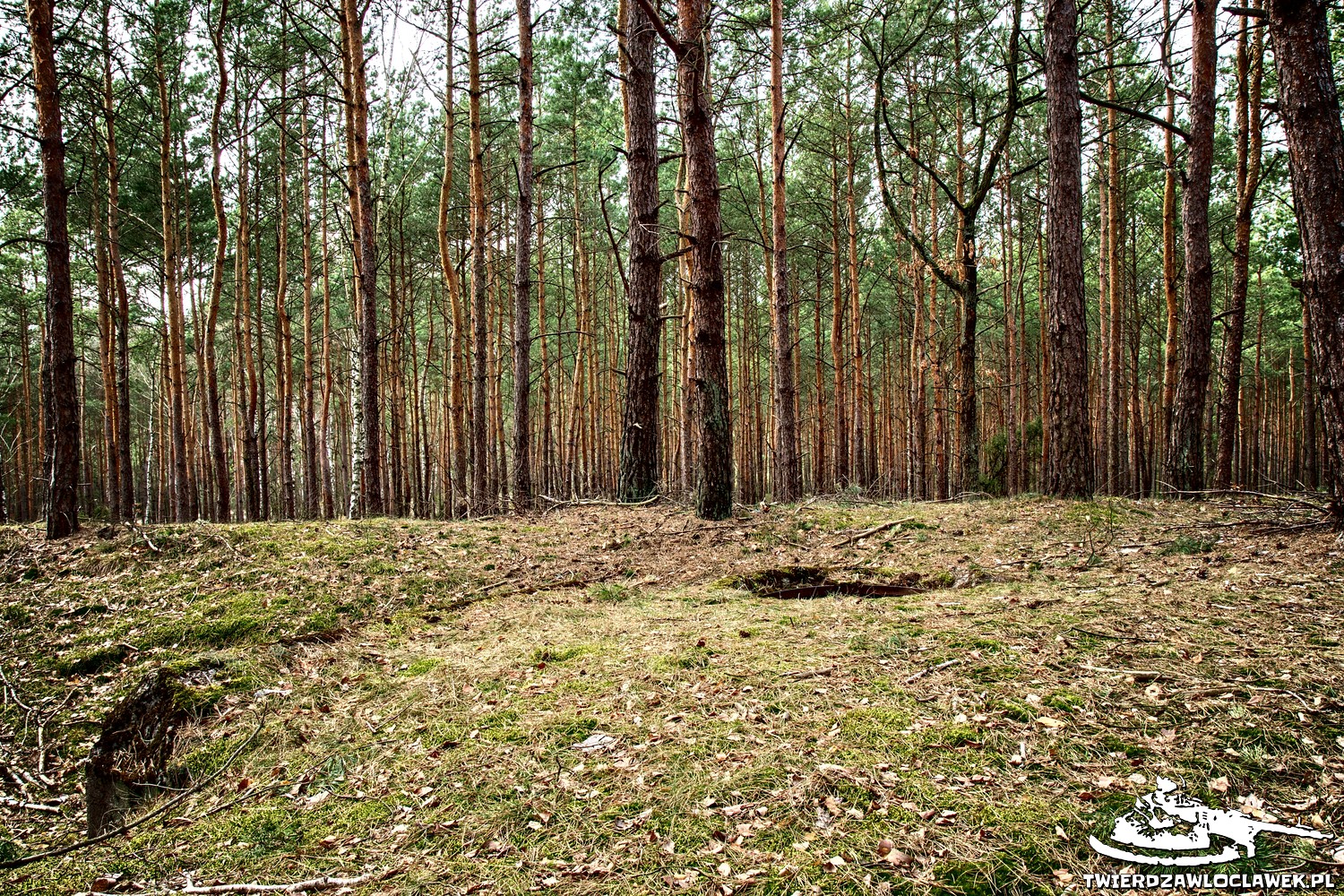 You are currently viewing Schron Ringstand 58c – SW 02